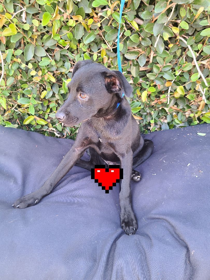 Enlarge Rony, a Adoptable mixed breed in Los Angeles, CA image 2/12