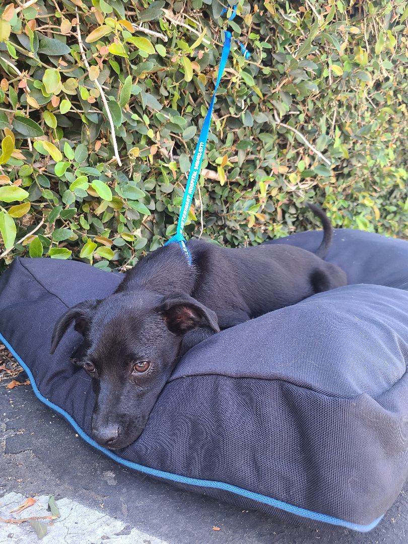 Enlarge Rony, a Adoptable mixed breed in Los Angeles, CA image 3/12