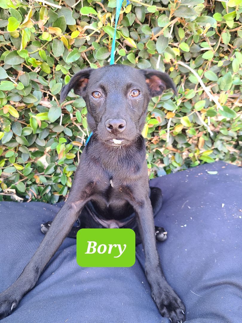 Enlarge Rony, a Adoptable mixed breed in Los Angeles, CA image 4/12