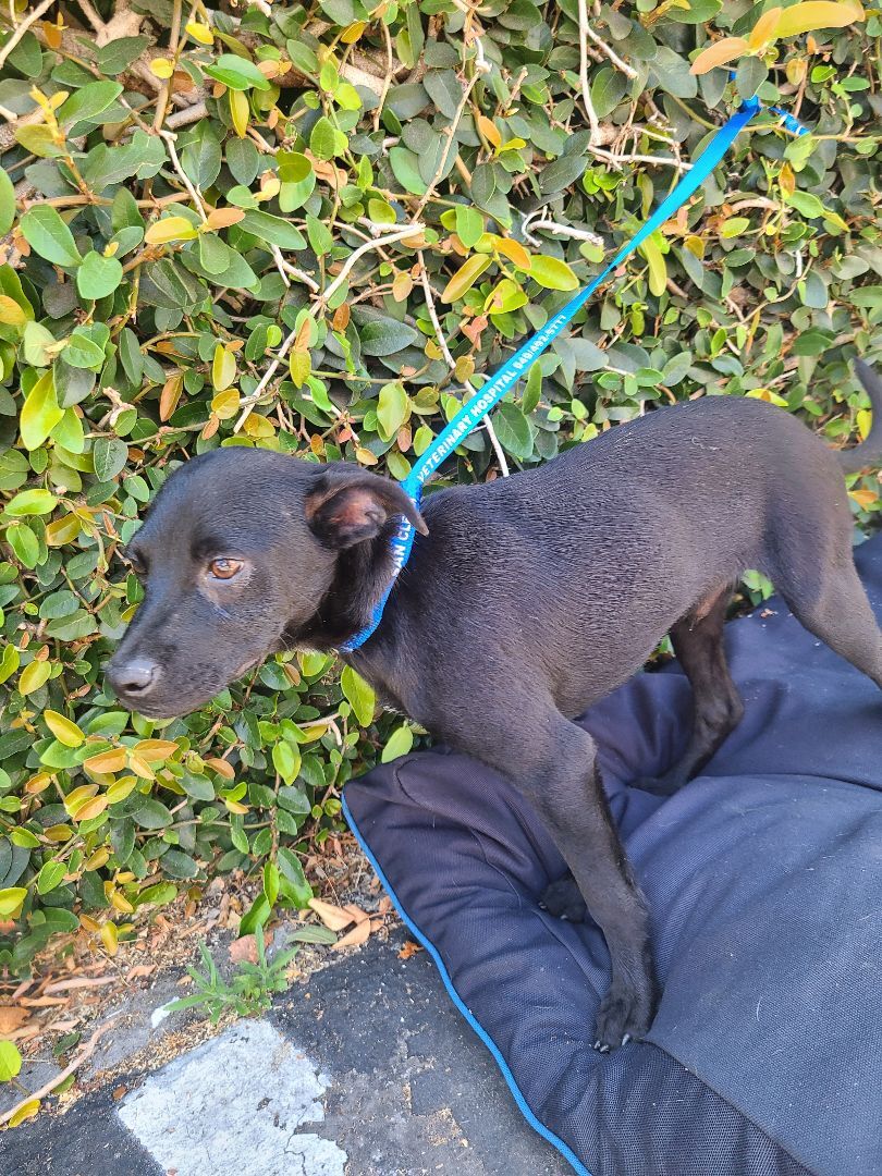 Enlarge Rony, a Adoptable mixed breed in Los Angeles, CA image 5/12