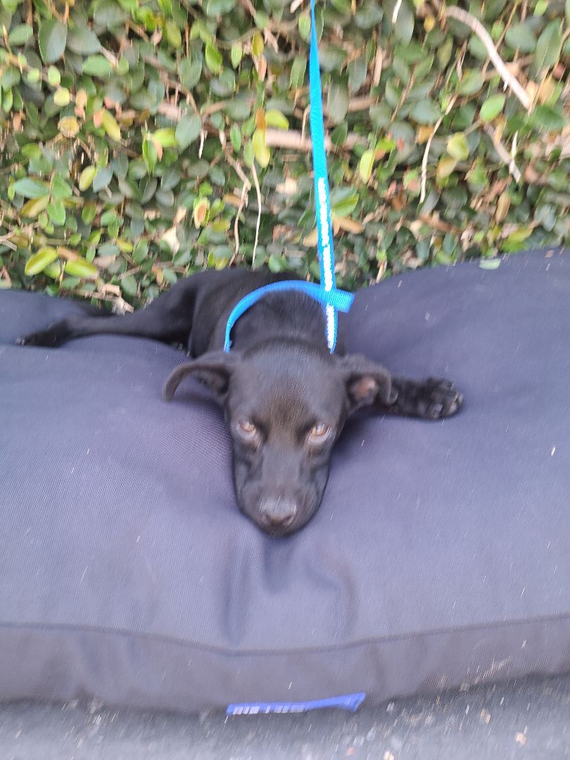 Enlarge Rony, a Adoptable mixed breed in Los Angeles, CA image 6/12