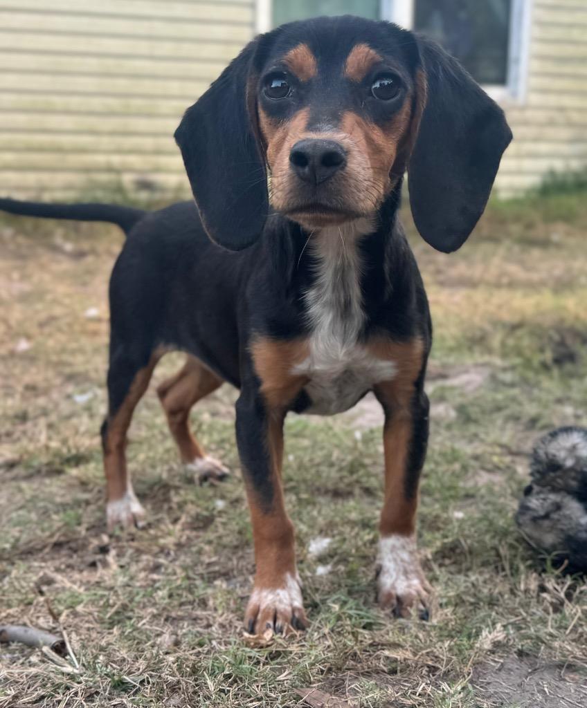 Enlarge Vee, a Adopted Beagle in Waynesville, GA image 1/1