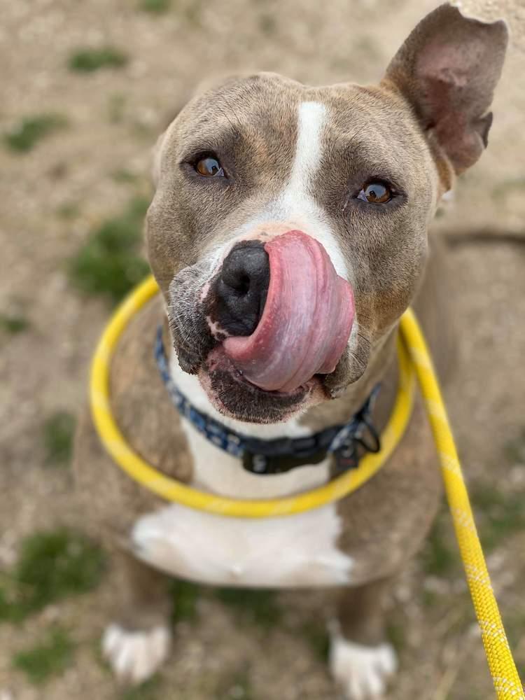 Enlarge Serenity, a Adoptable Pit Bull Terrier in Carrollton, TX image 1/1