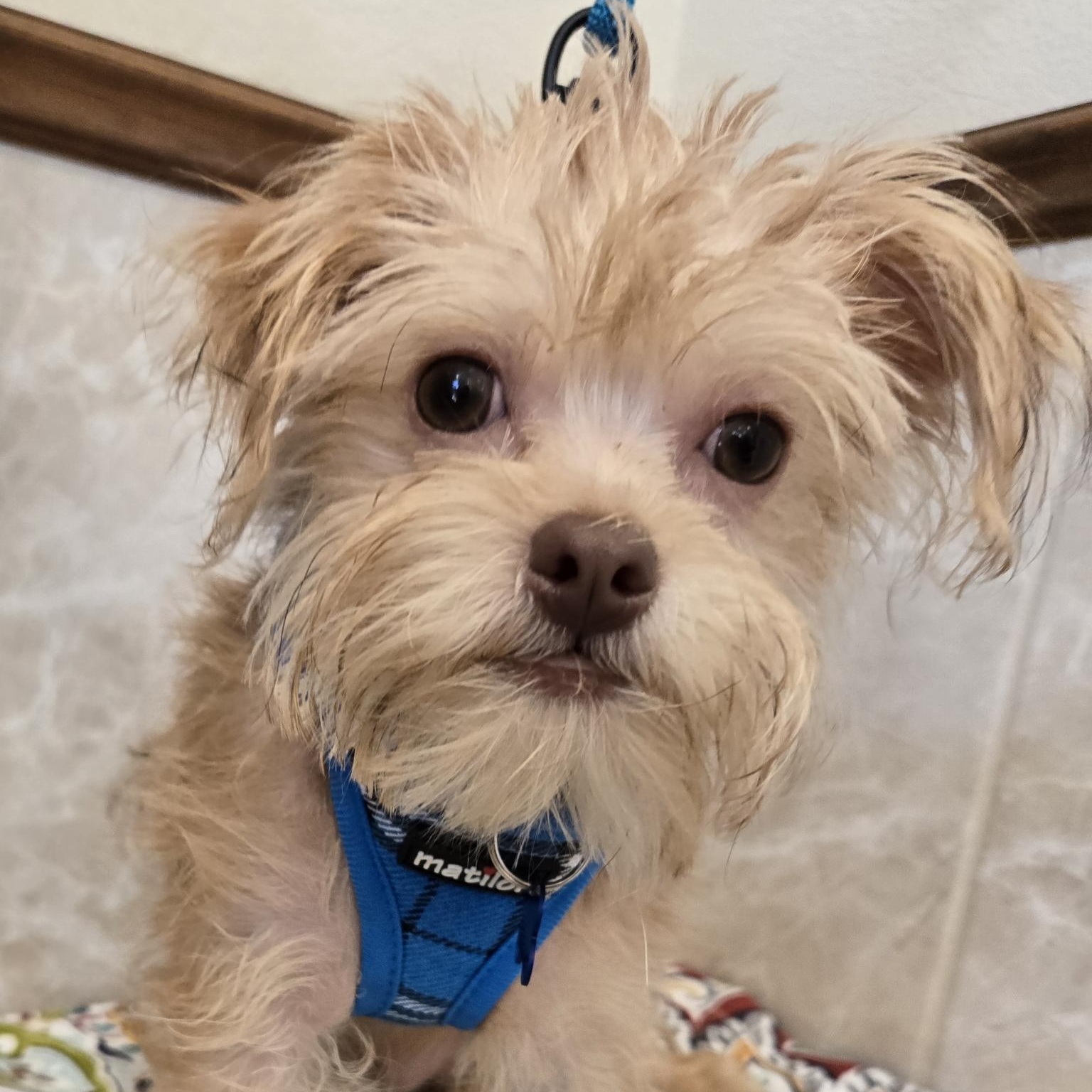 CHEWY, Young Male Chorkie
