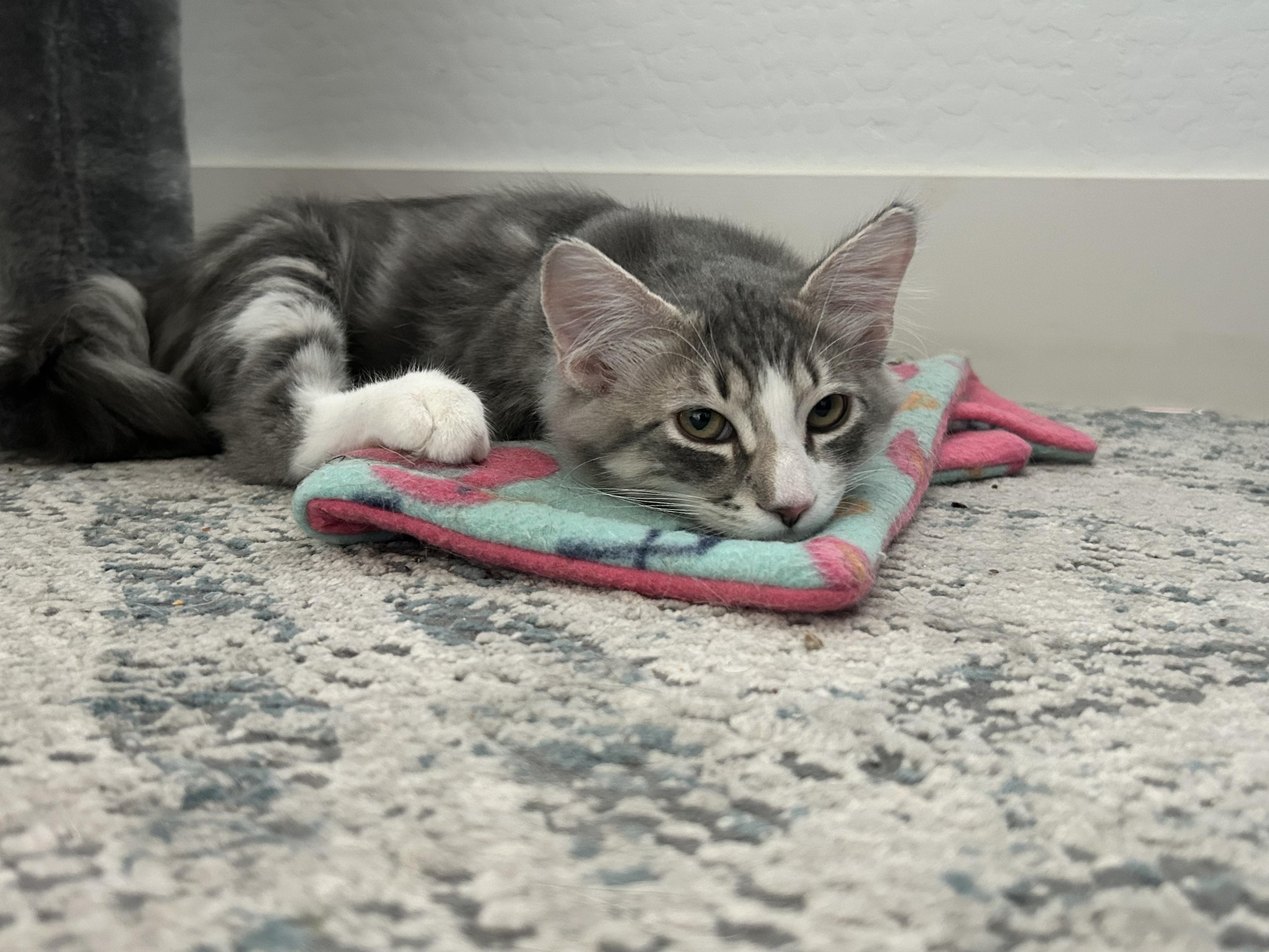 Sparky, an adopted Domestic Medium Hair in Chandler, AZ image 3/3