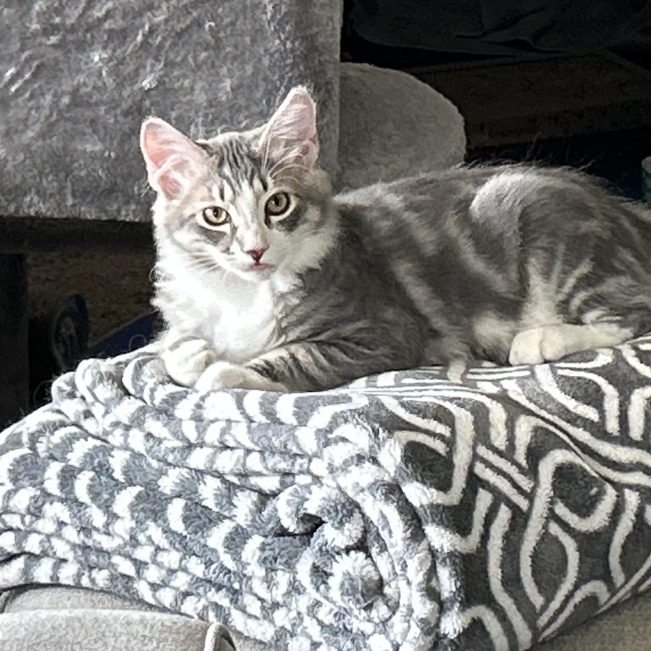 Sparky, an adopted Domestic Medium Hair in Chandler, AZ image 2/3