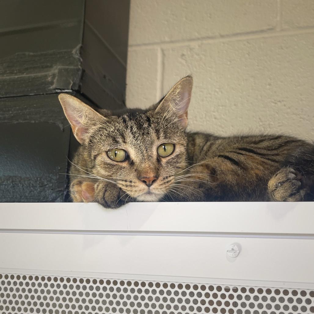 Twix, Adoptable, Adult Female Domestic Short Hair & Domestic Short Hair.