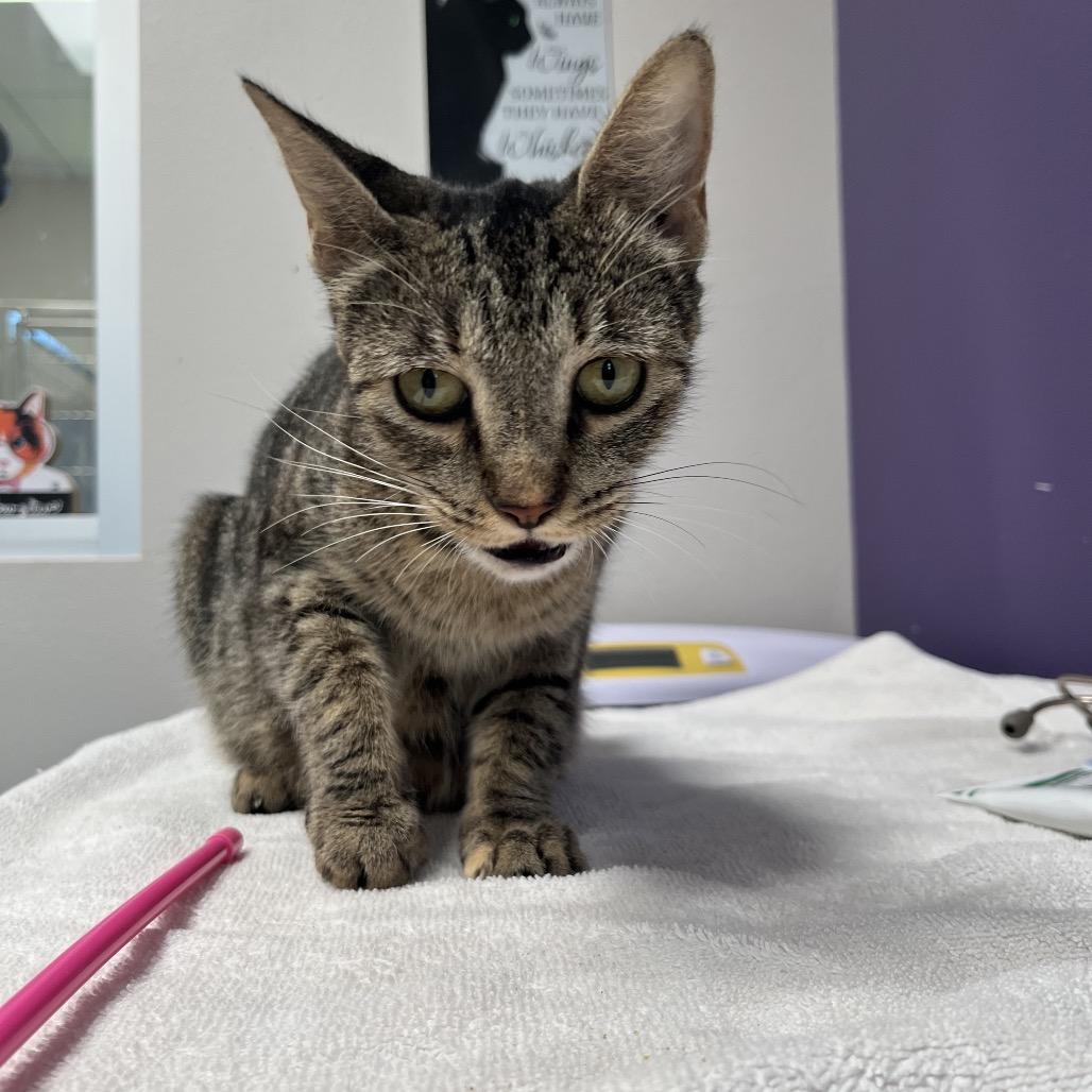 Enlarge Twix, a Adoptable mixed breed in Englewood, FL image 2/3