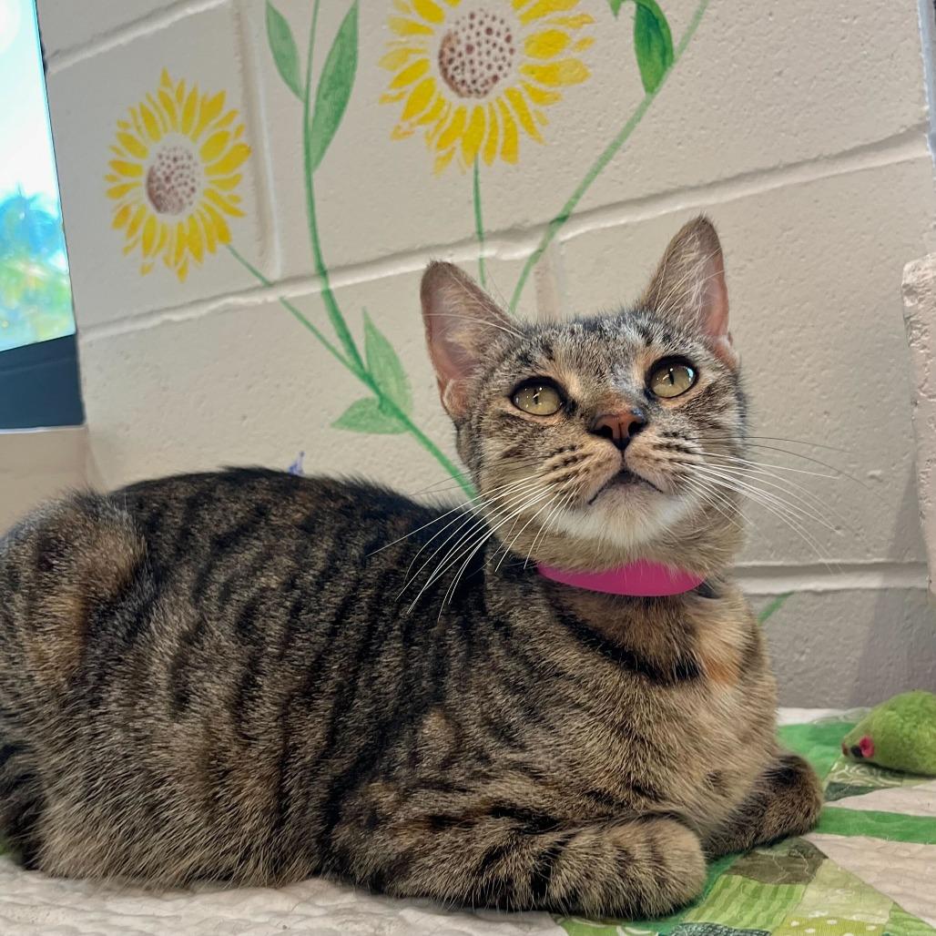 Enlarge Twix, a Adoptable mixed breed in Englewood, FL image 3/3