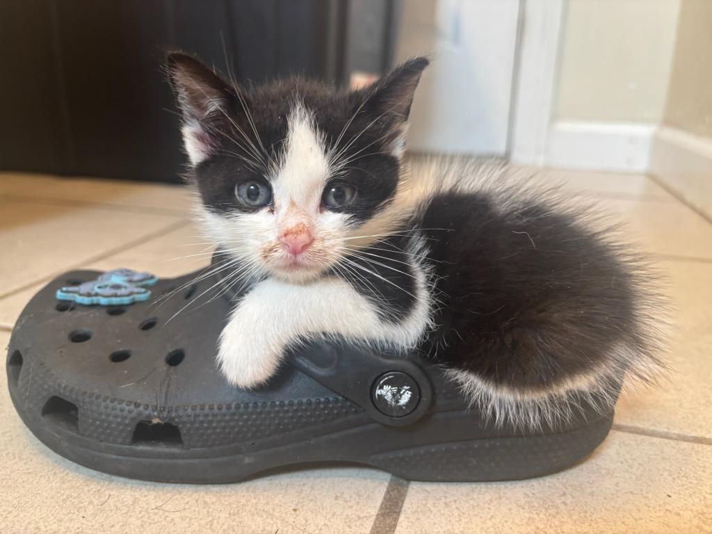 Cow Girl, Adoptable, Kitten Female Domestic Short Hair.