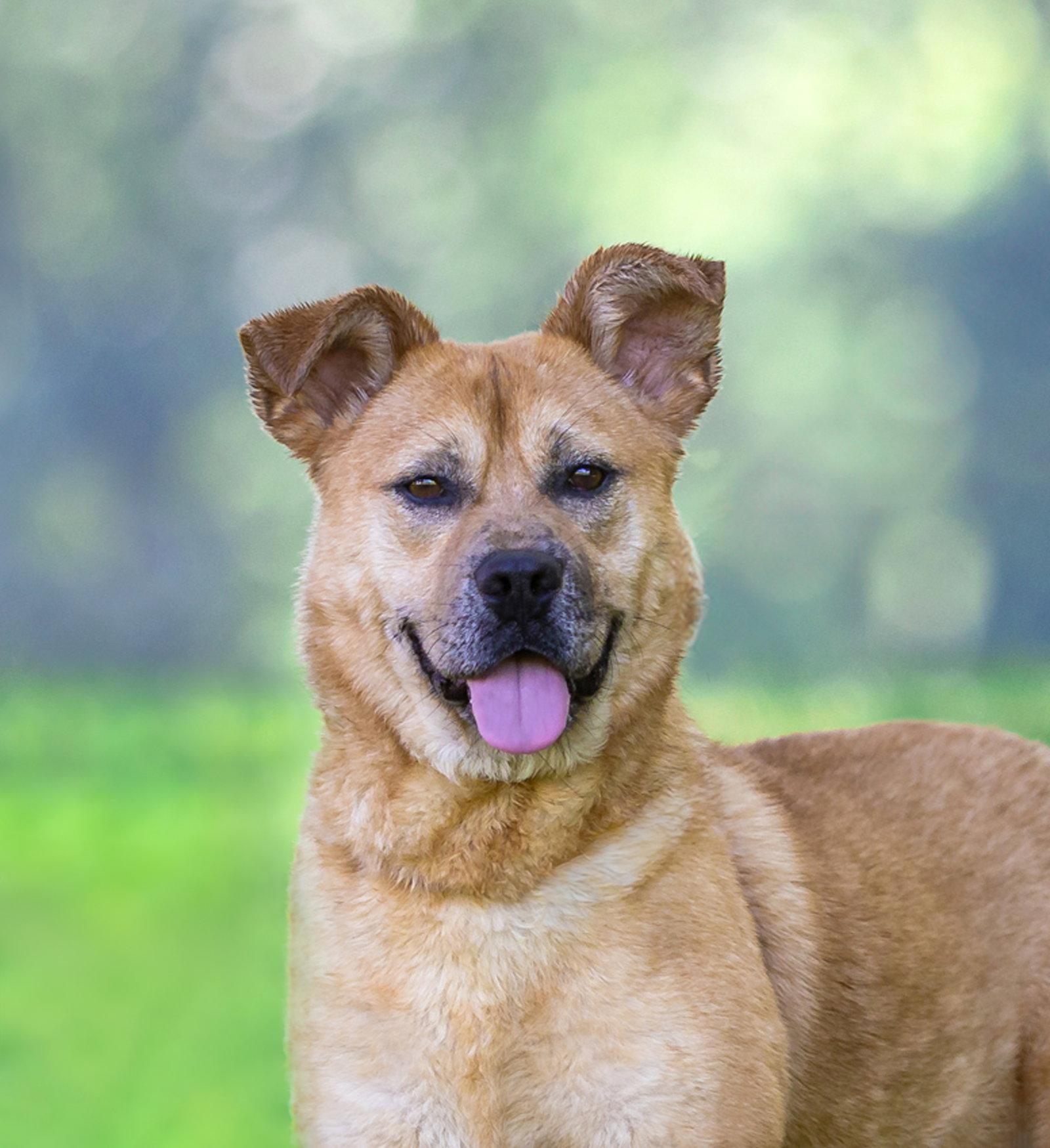 Yogi, Adoptable, Young Male Terrier.