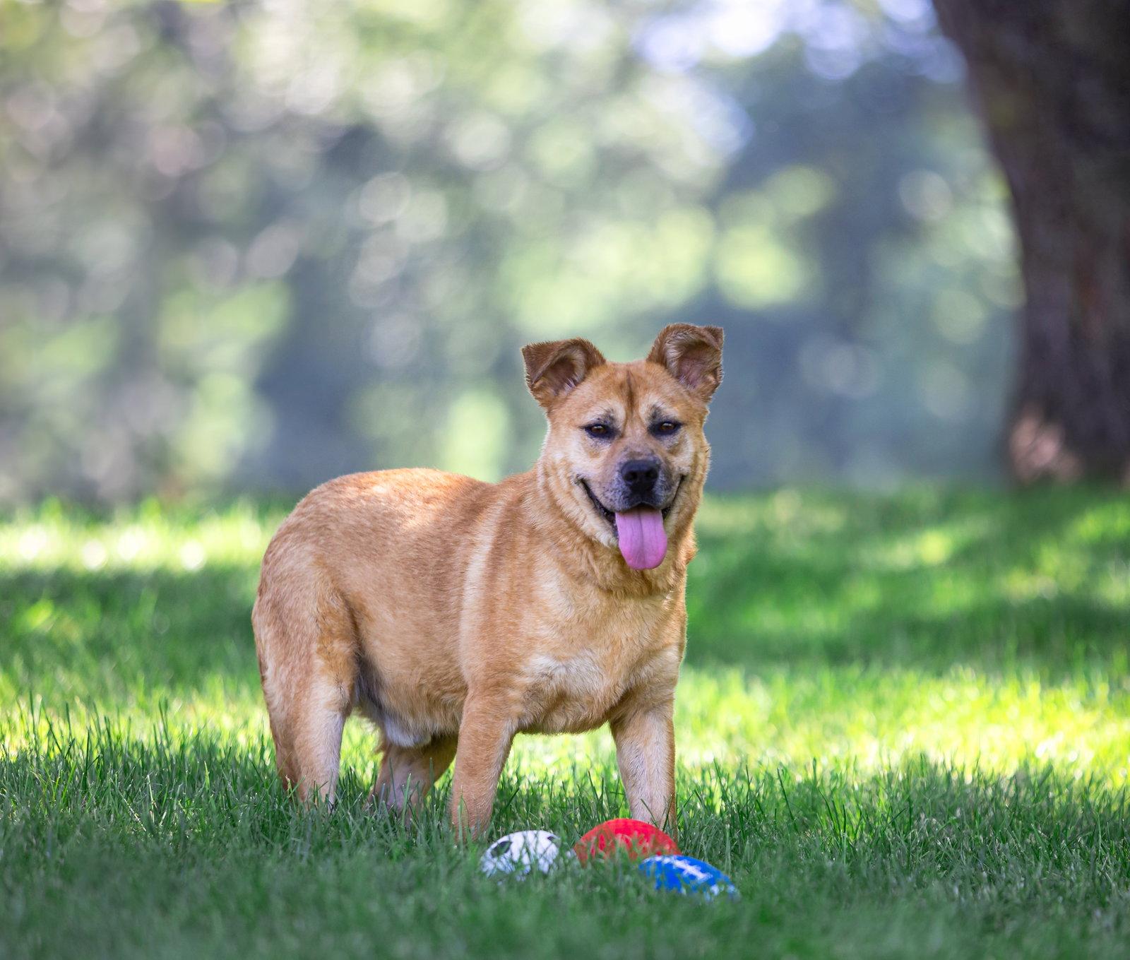 Enlarge Yogi, a Adoptable Terrier in Coatesville, PA image 2/3