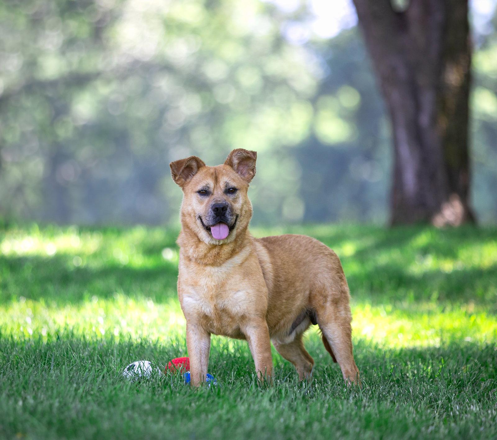 Enlarge Yogi, a Adoptable Terrier in Coatesville, PA image 3/3