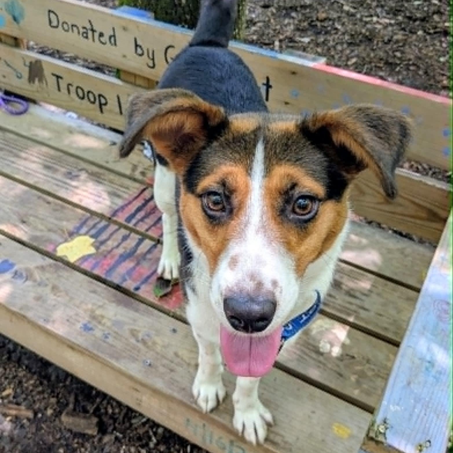 Enlarge Teresa, a ADOPTABLE mixed breed in Sunderland, MD image 5/5