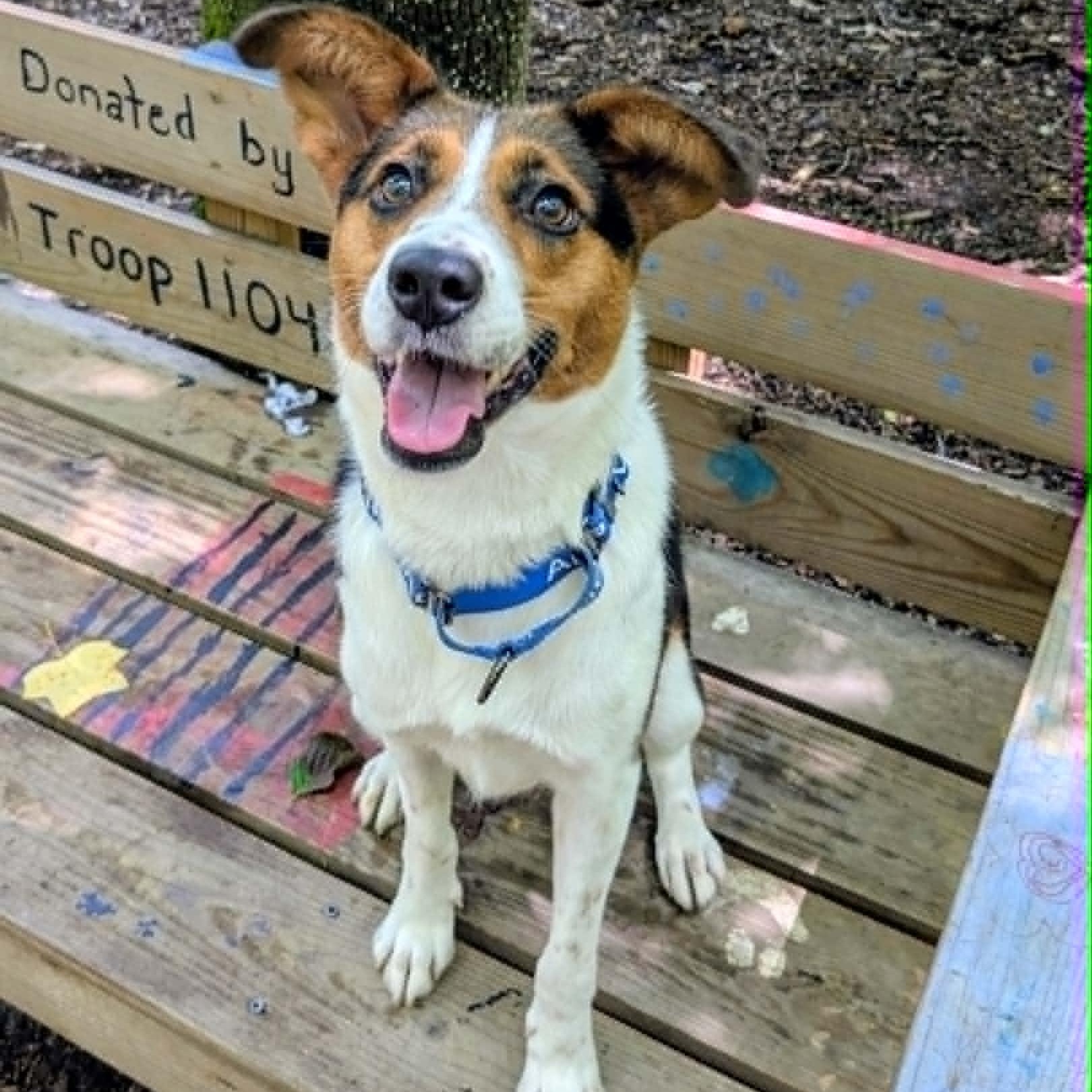 Teresa, ADOPTABLE, Young Female Beagle & Border Collie.