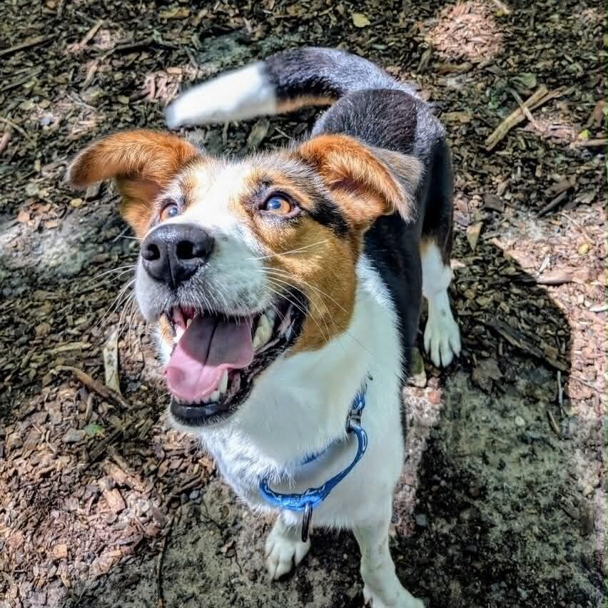 Enlarge Teresa, a ADOPTABLE mixed breed in Sunderland, MD image 3/5