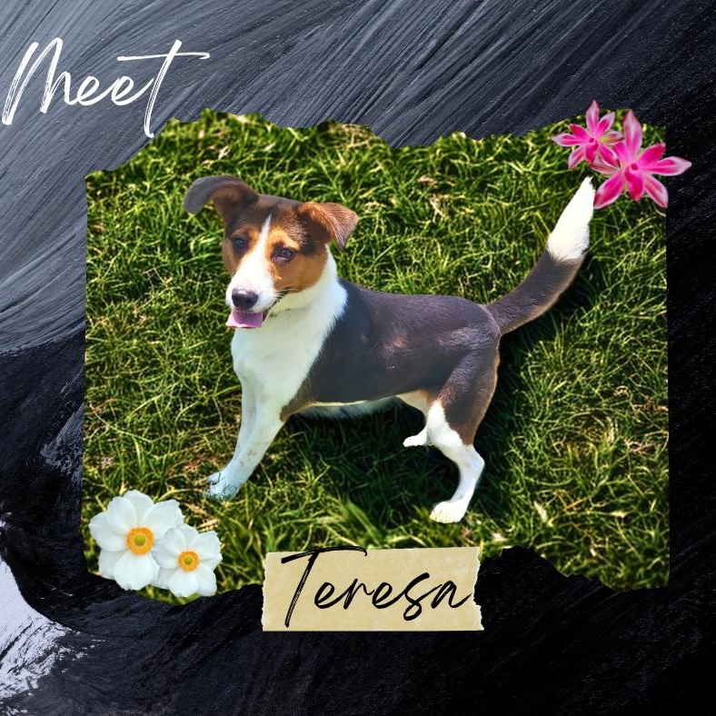 Enlarge Teresa, a ADOPTABLE mixed breed in Sunderland, MD image 2/5