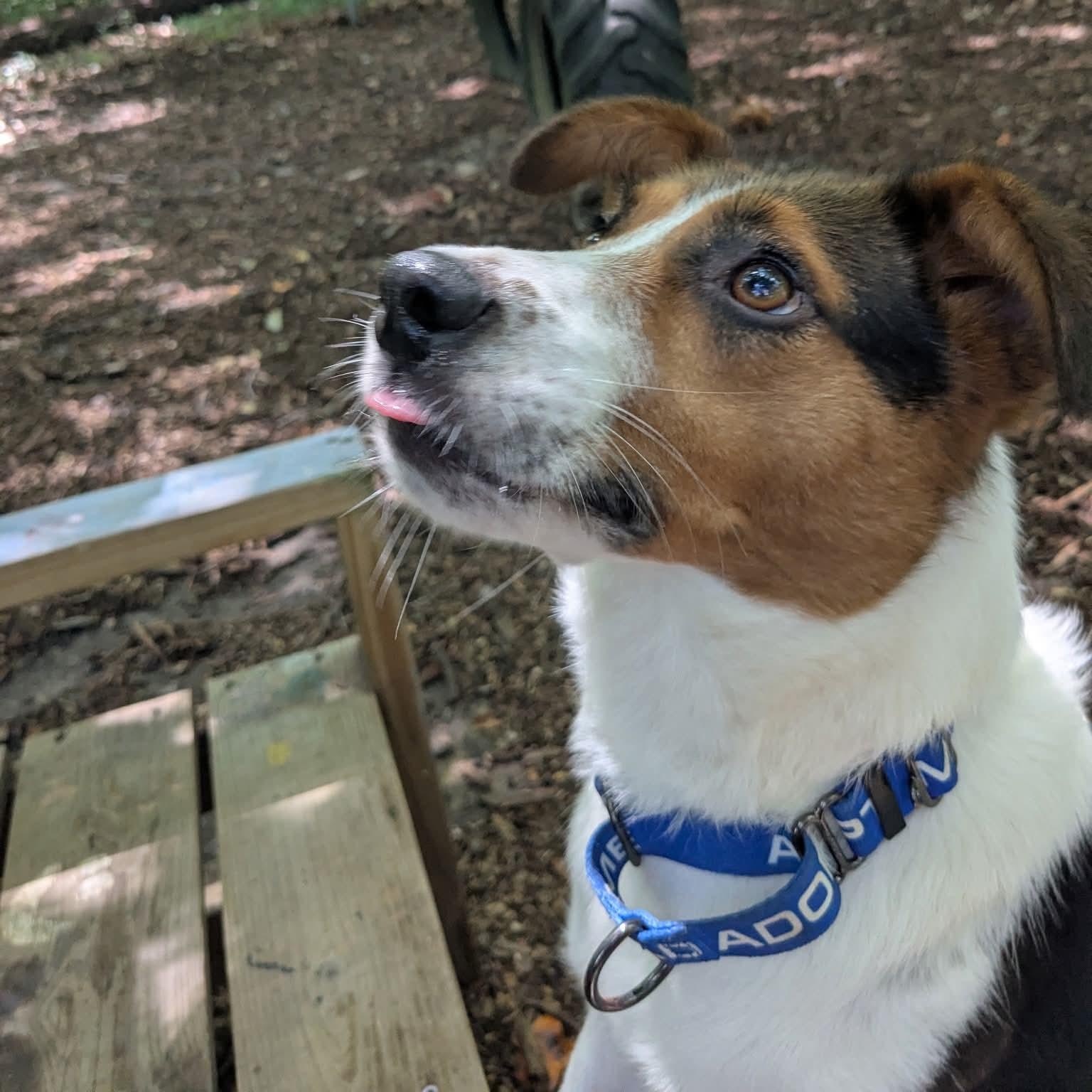 Enlarge Teresa, a ADOPTABLE mixed breed in Sunderland, MD image 4/5