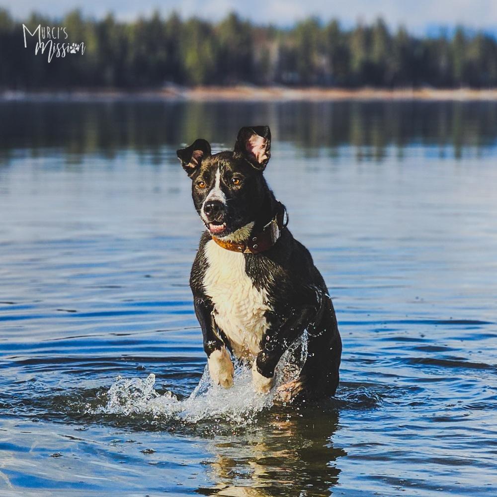 Marley, a Adoptable mixed breed in Spokane , WA image 1/6
