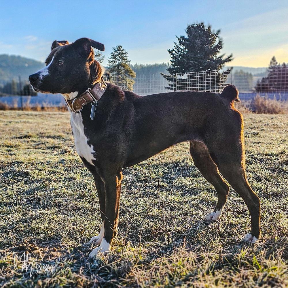 Marley, a Adoptable mixed breed in Spokane , WA image 2/6