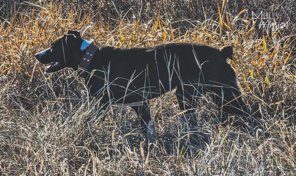 Marley, a Adoptable mixed breed in Spokane , WA image 2/6