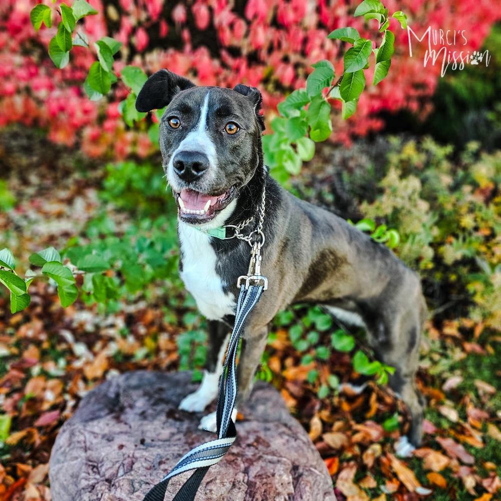 Marley, a Adoptable mixed breed in Spokane , WA image 3/6