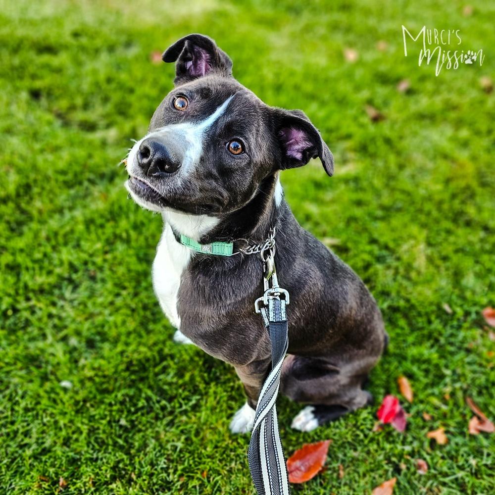Marley, a Adoptable mixed breed in Spokane , WA image 5/6