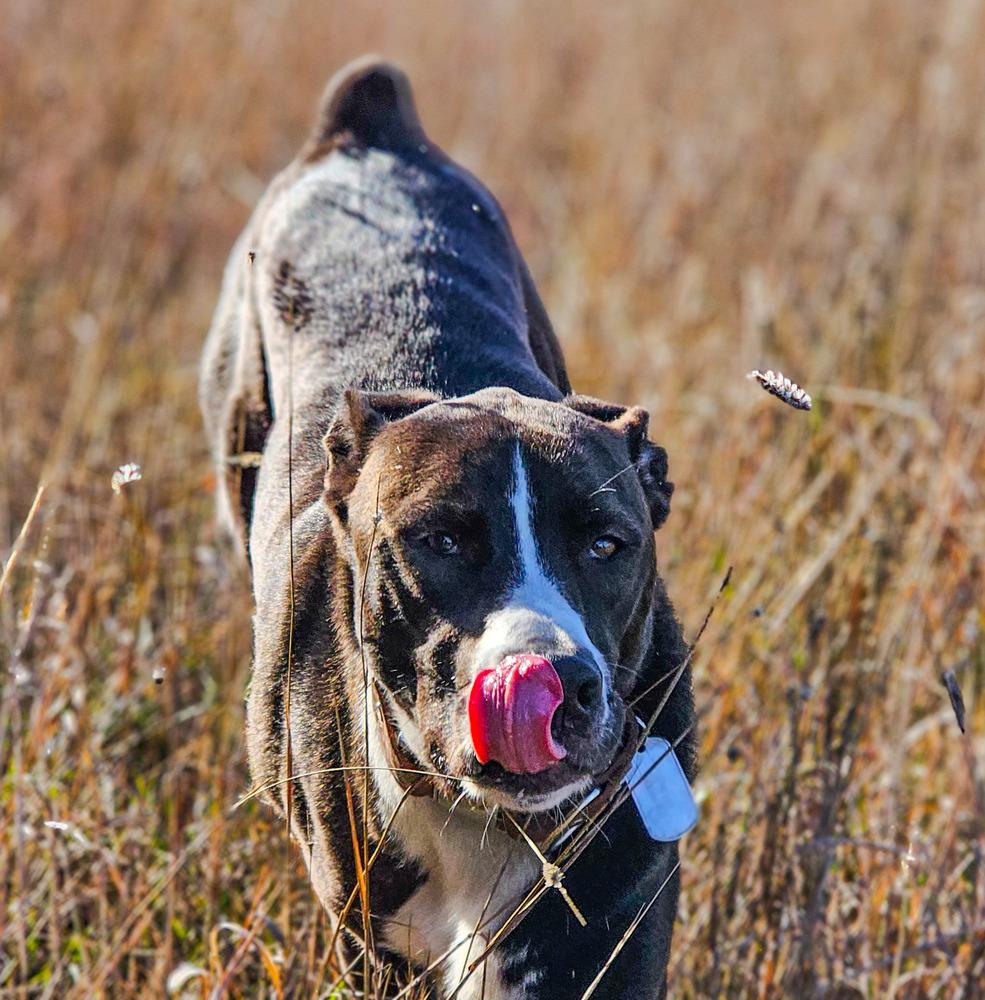 Marley, Adoptable, Adult Female Australian Shepherd & American Staffordshire Terrier.