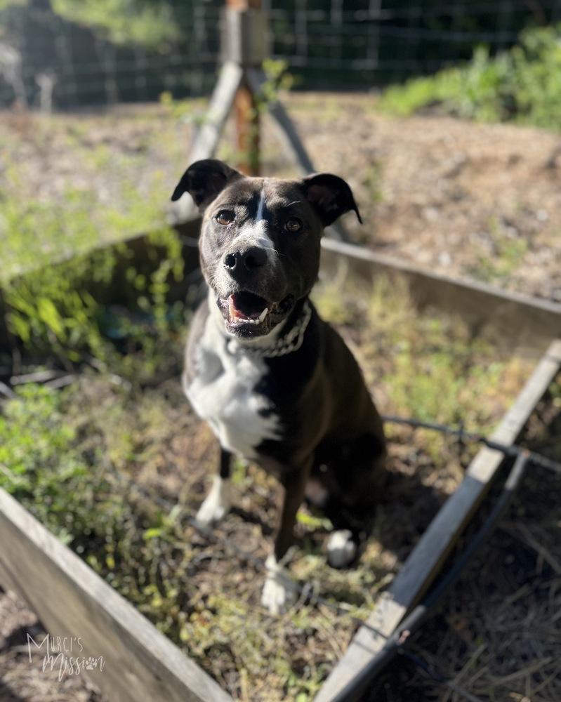 Enlarge Marley, a Adoptable mixed breed in Spokane , WA image 6/6