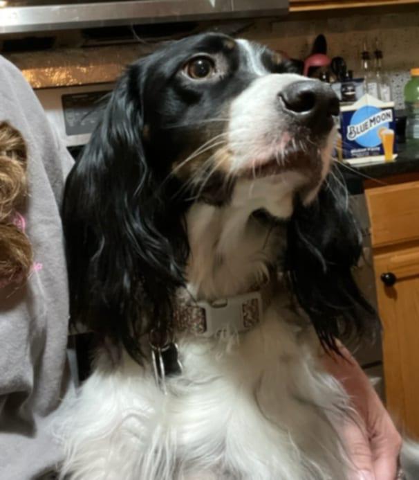 Francisca- Foster Needed!!