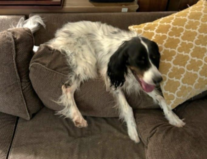 Francisca- Foster Needed!!
