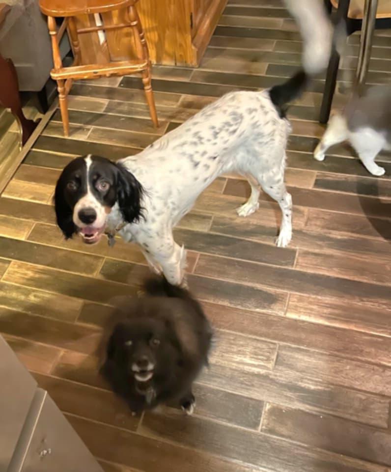 Francisca- Foster Needed!!