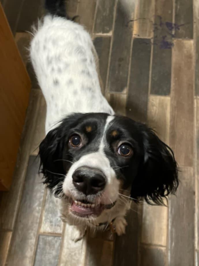 Francisca- Foster Needed!!