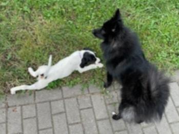 Francisca- Foster Needed!!