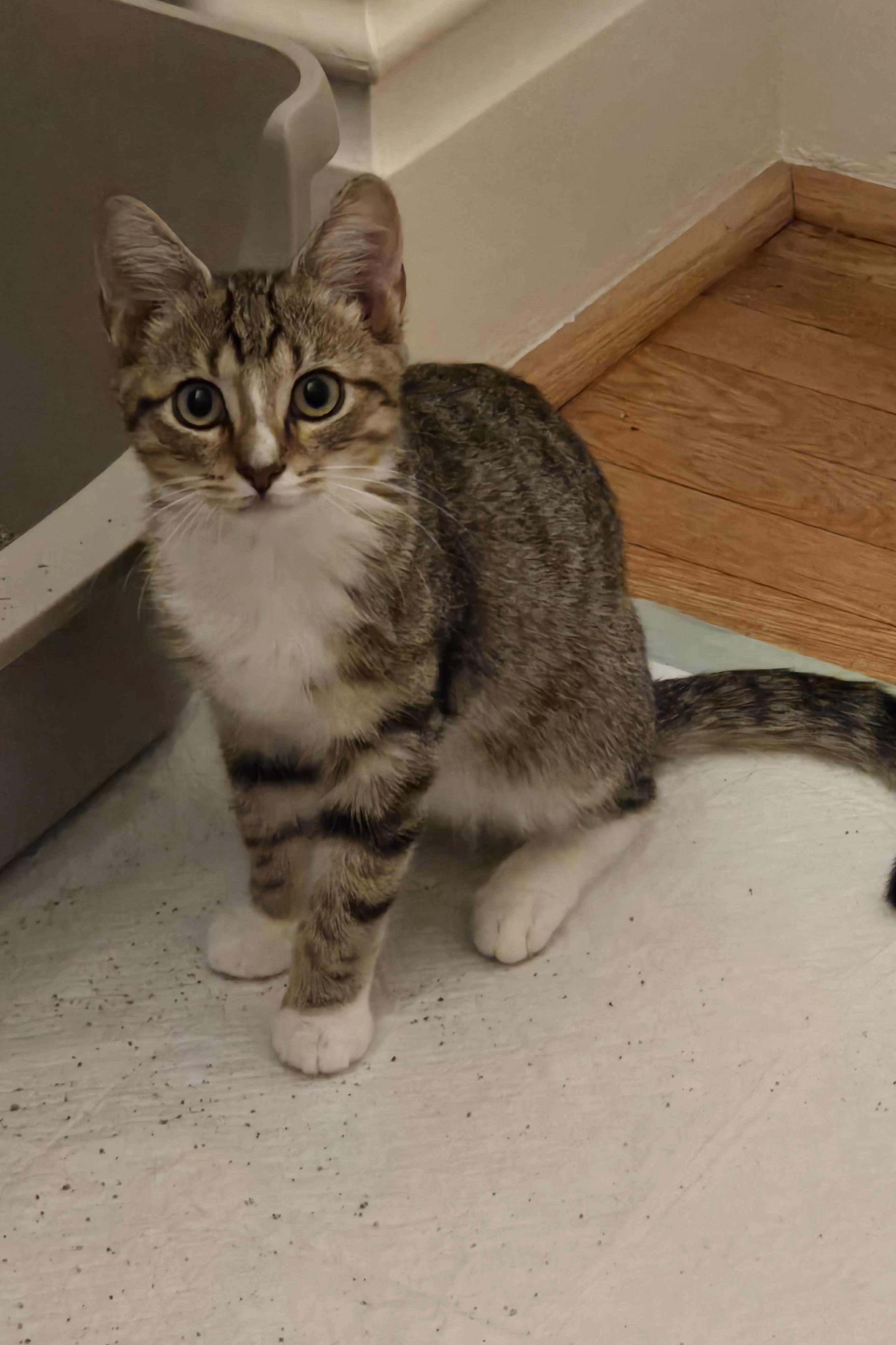 Bobby, Adoptable, Kitten Male Domestic Short Hair.