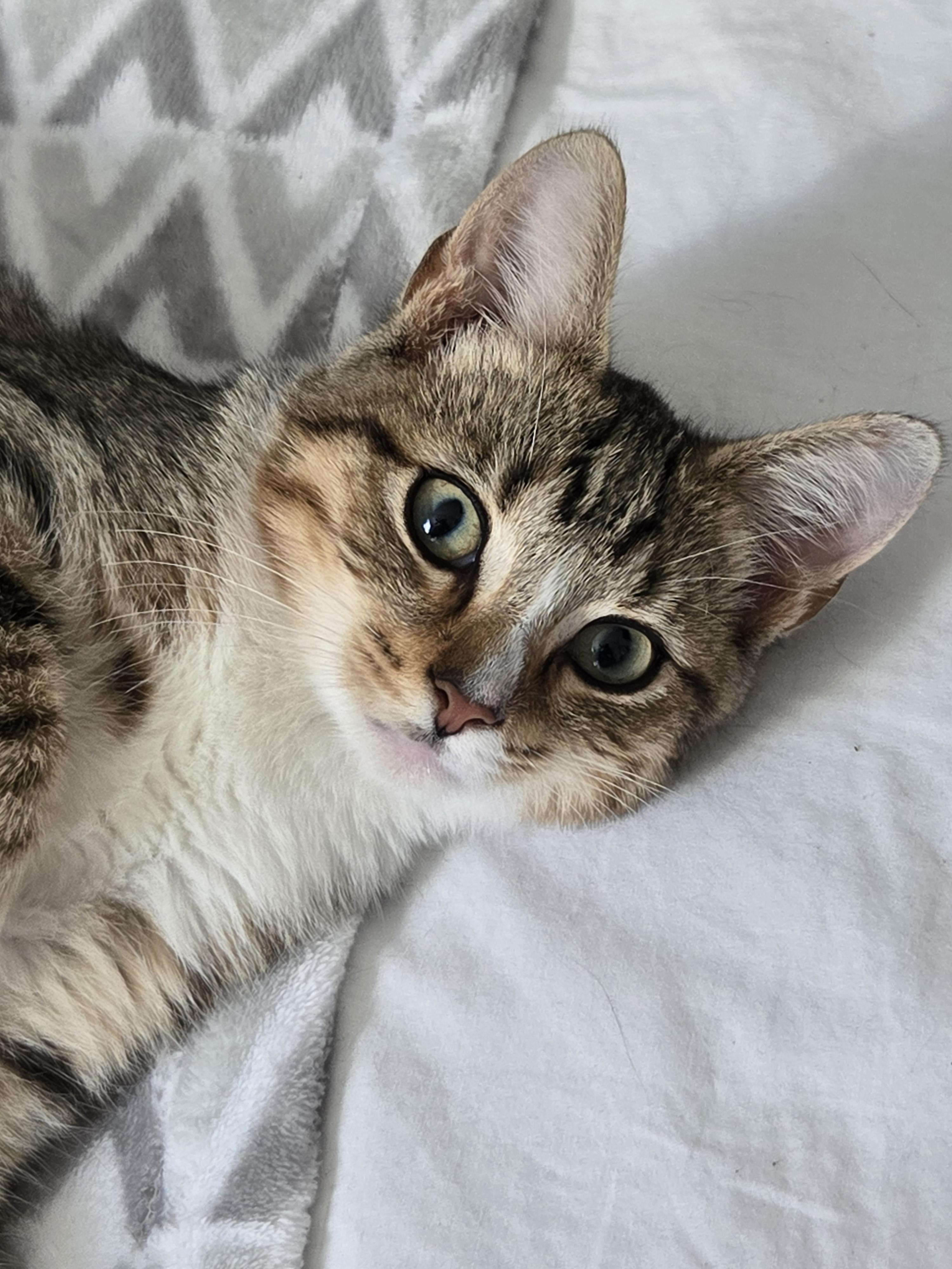 Enlarge Bobby, a Adoptable Domestic Short Hair in Bethel Park, PA image 2/4