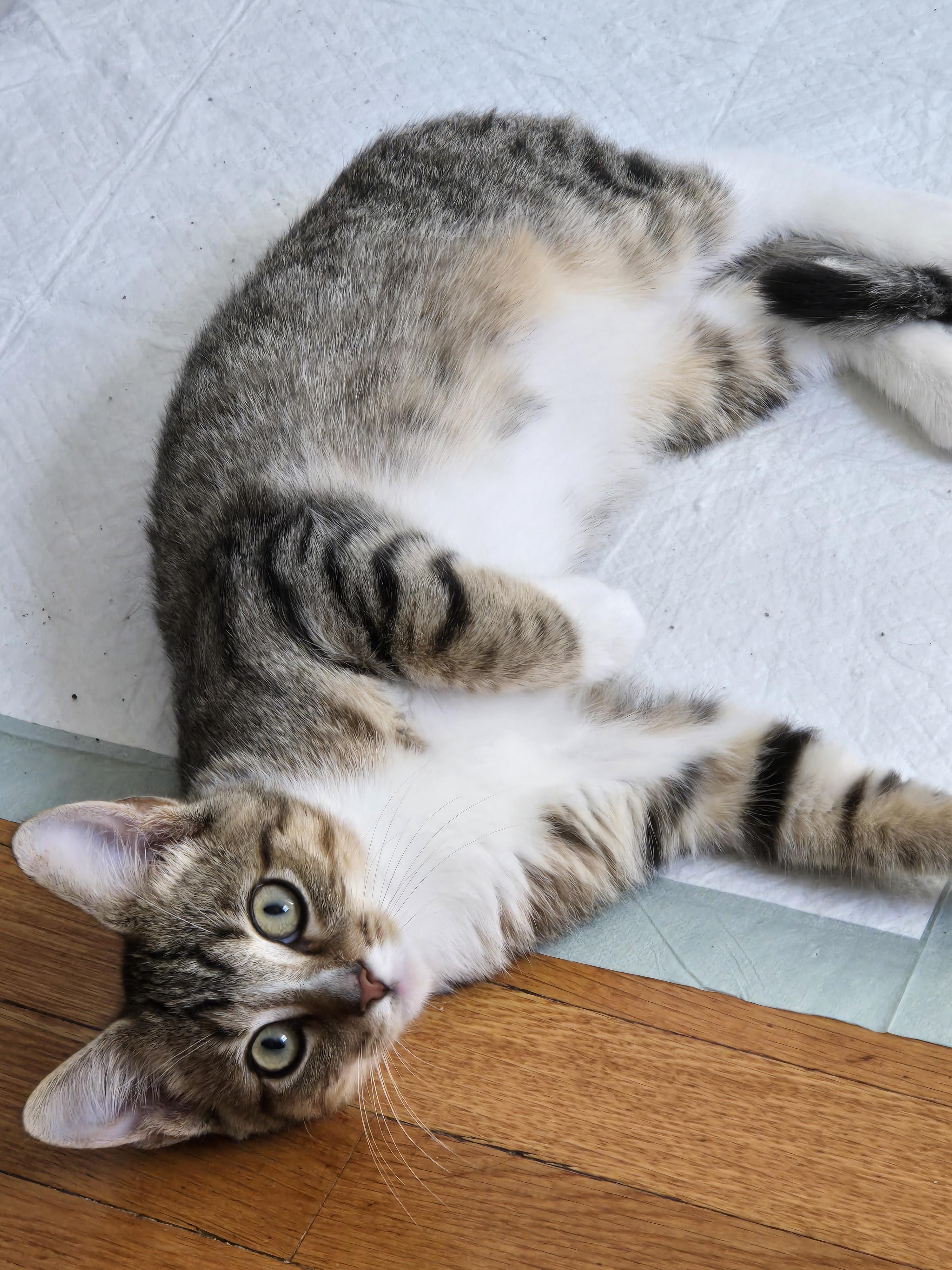 Enlarge Bobby, a Adoptable Domestic Short Hair in Bethel Park, PA image 3/4