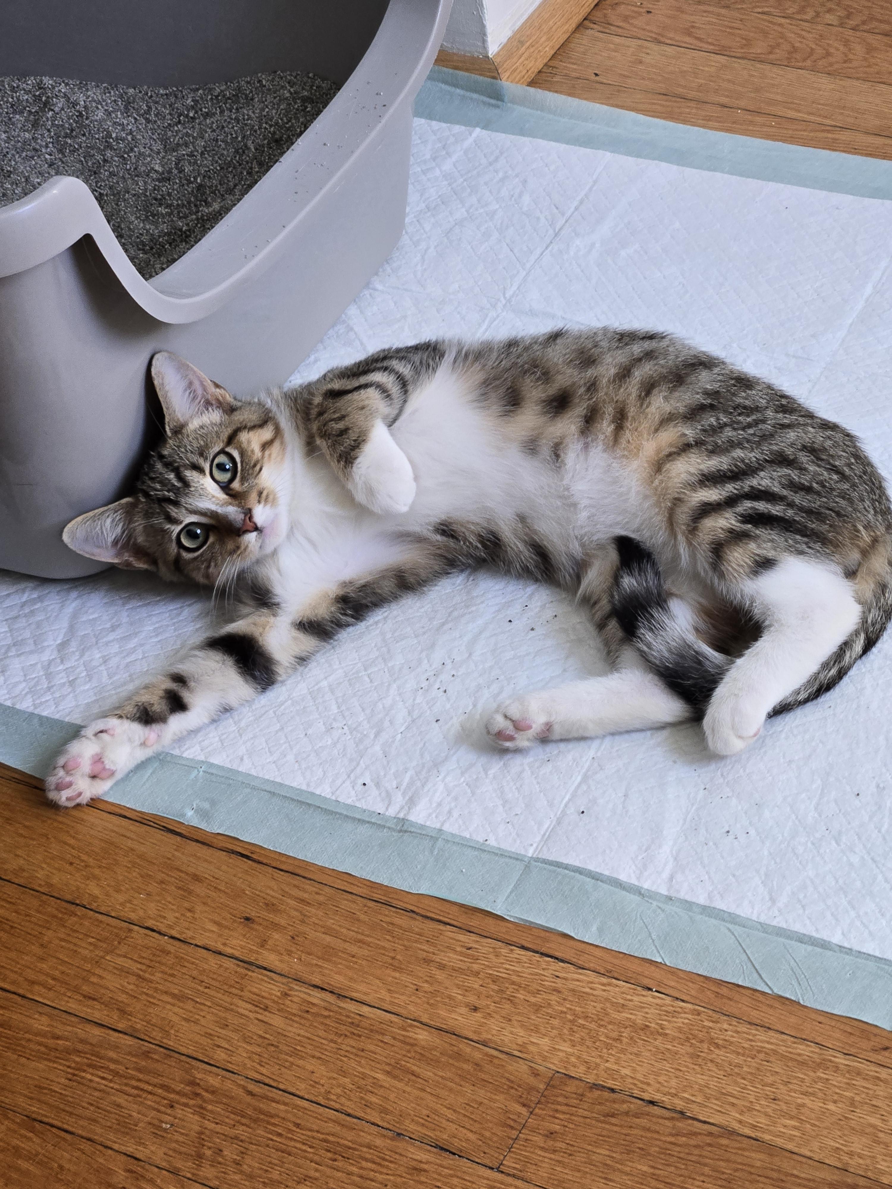 Enlarge Bobby, a Adoptable Domestic Short Hair in Bethel Park, PA image 4/4