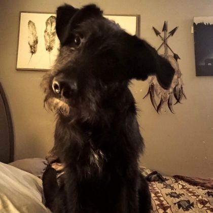 Bear, Adoptable, Adult Male Giant Schnauzer & Standard Poodle.