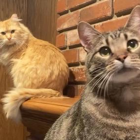 Enlarge Atticus, a Adoptable Domestic Short Hair in Kansas City, MO image 2/3