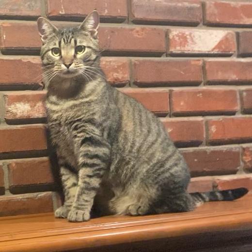 Enlarge Atticus, a Adoptable Domestic Short Hair in Kansas City, MO image 3/3