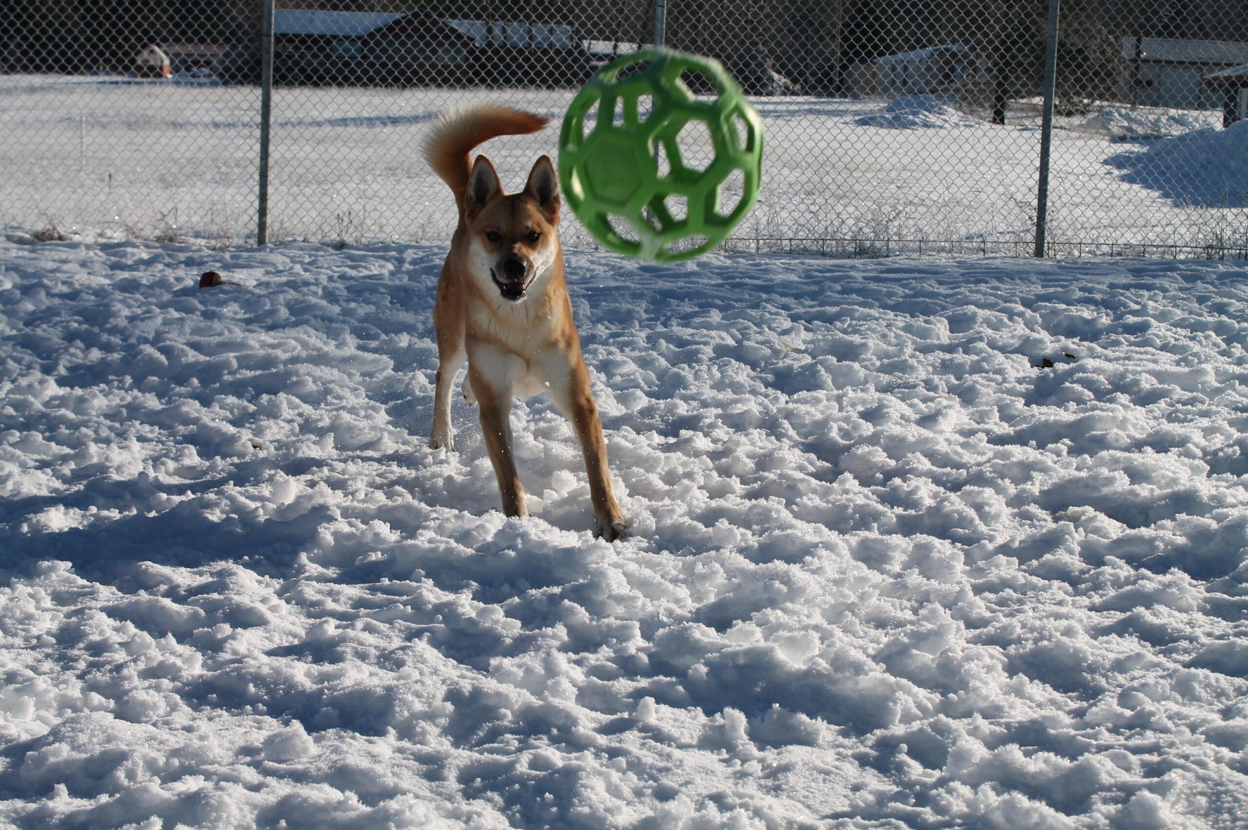 Sasha, adopted, Adult Female Mixed Breed.