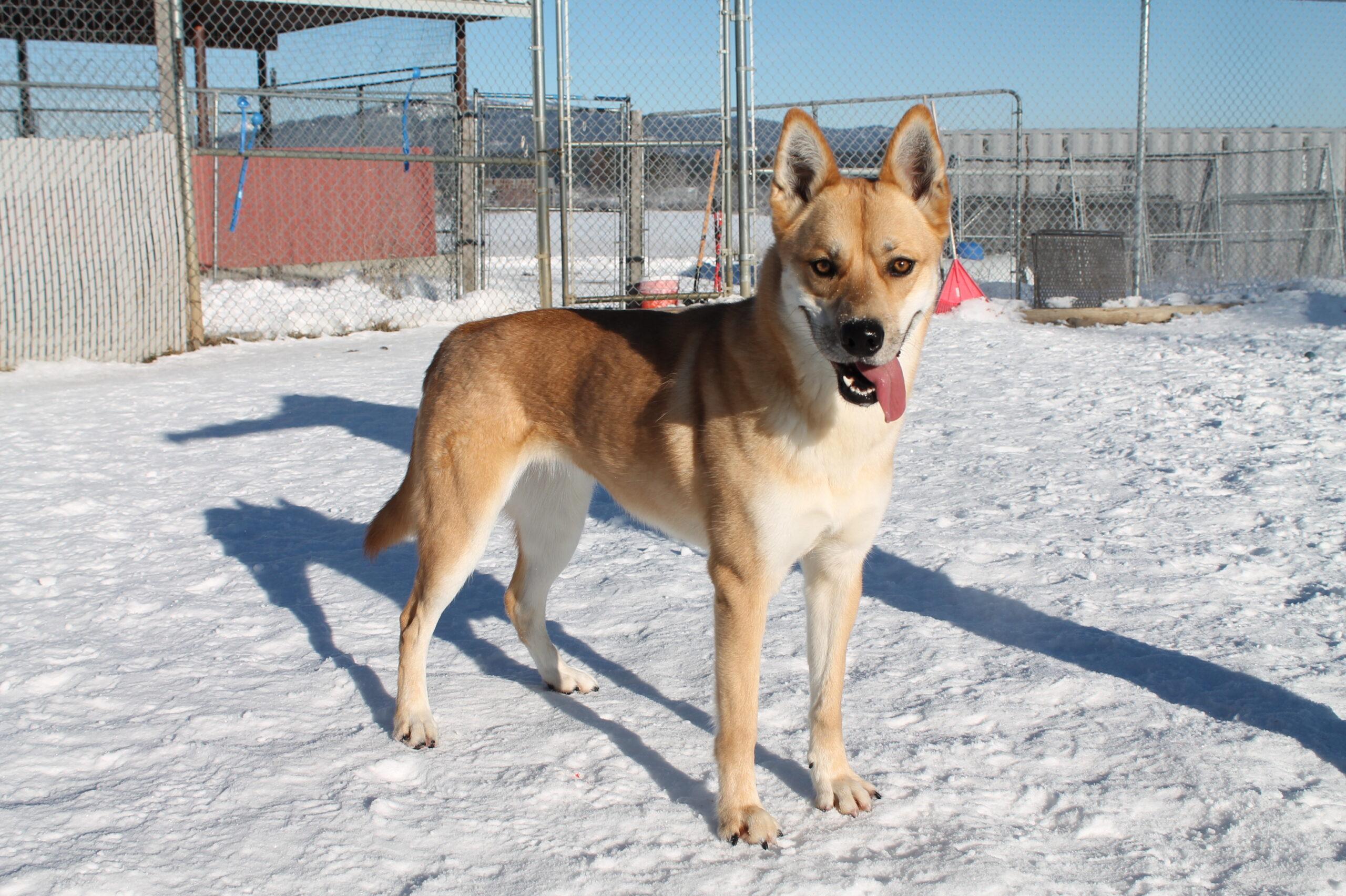 Enlarge Sasha, an adopted Mixed Breed in McCall, ID image 2/2