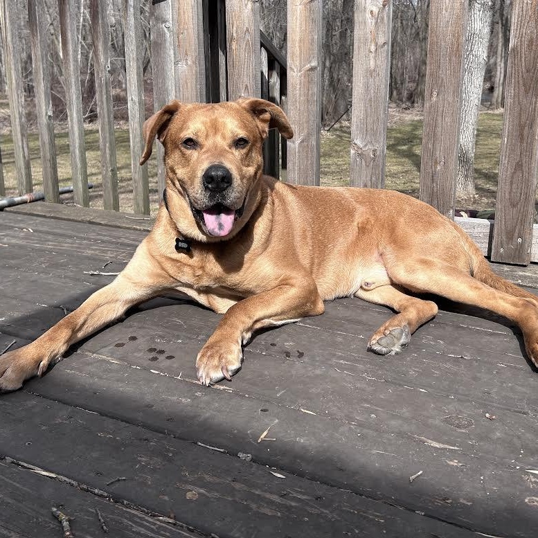 Red *Courtesy Post*, ADOPTABLE, Adult Male Mixed Breed.