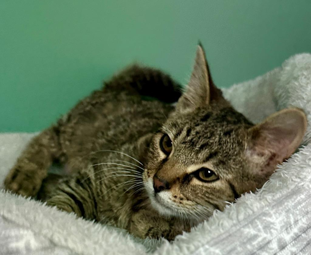 Ariel, Adoptable, Kitten Female Domestic Short Hair.