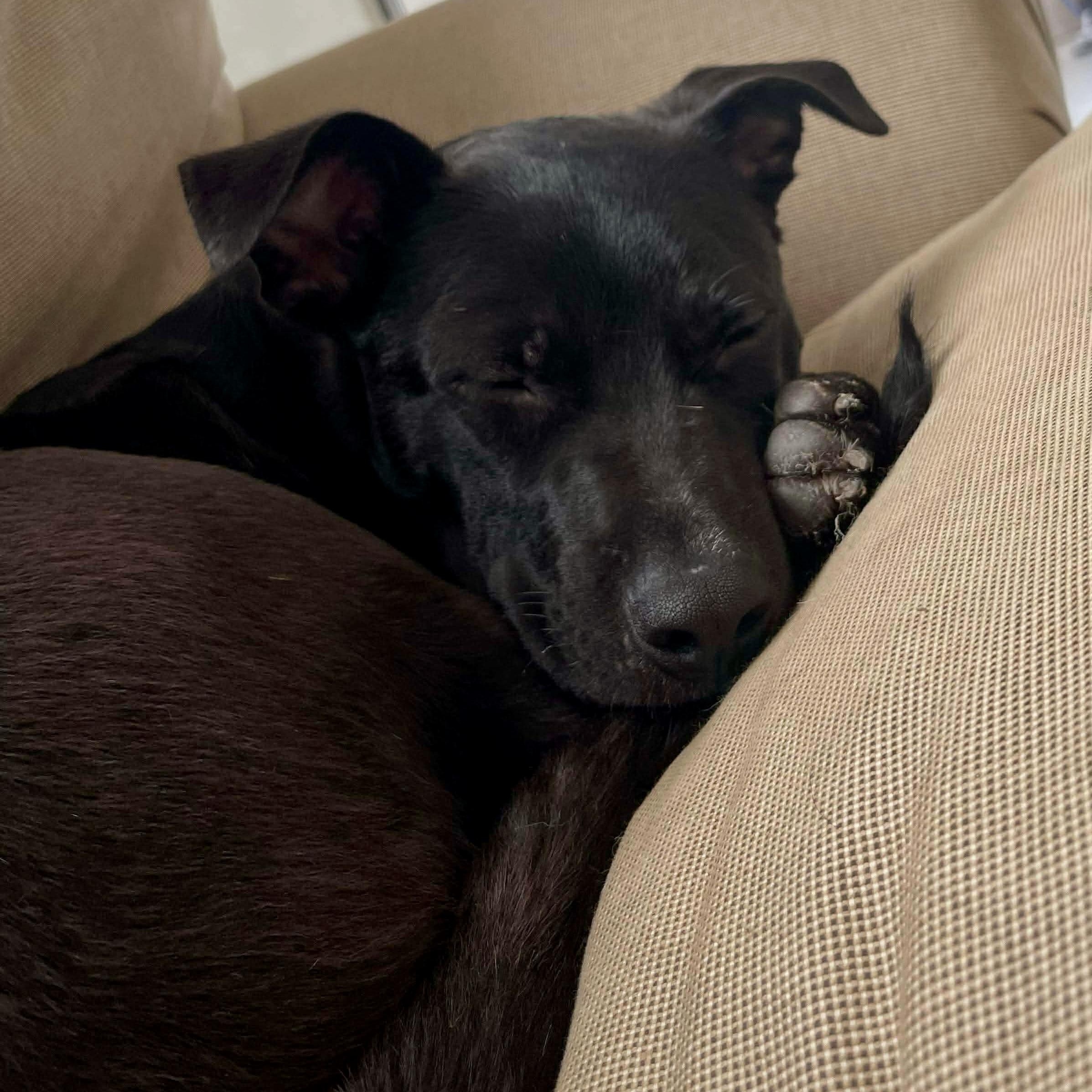 Enlarge Mr Beans, an adopted mixed breed in Baytown, TX image 4/6