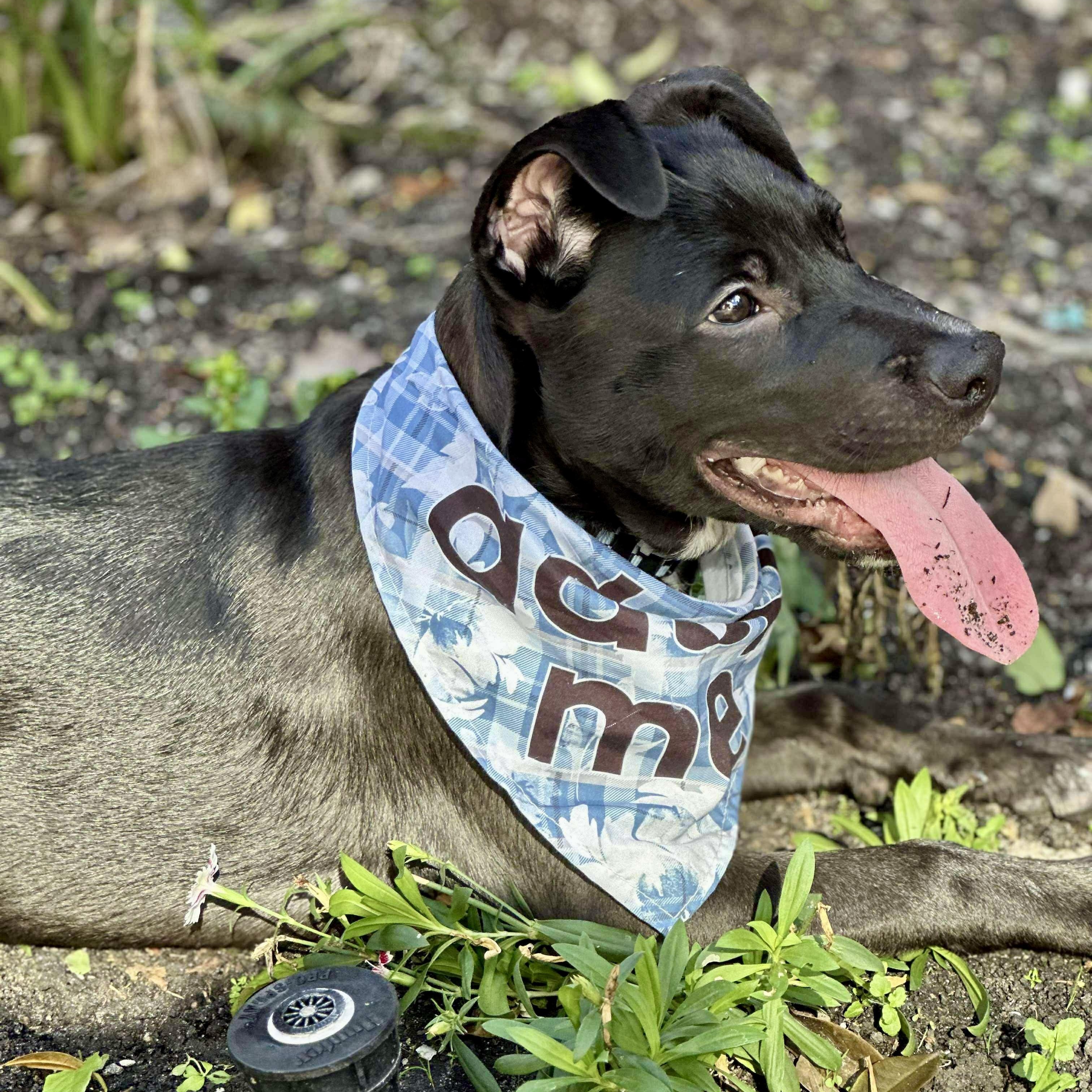 Enlarge Mr Beans, an adopted mixed breed in Baytown, TX image 3/6