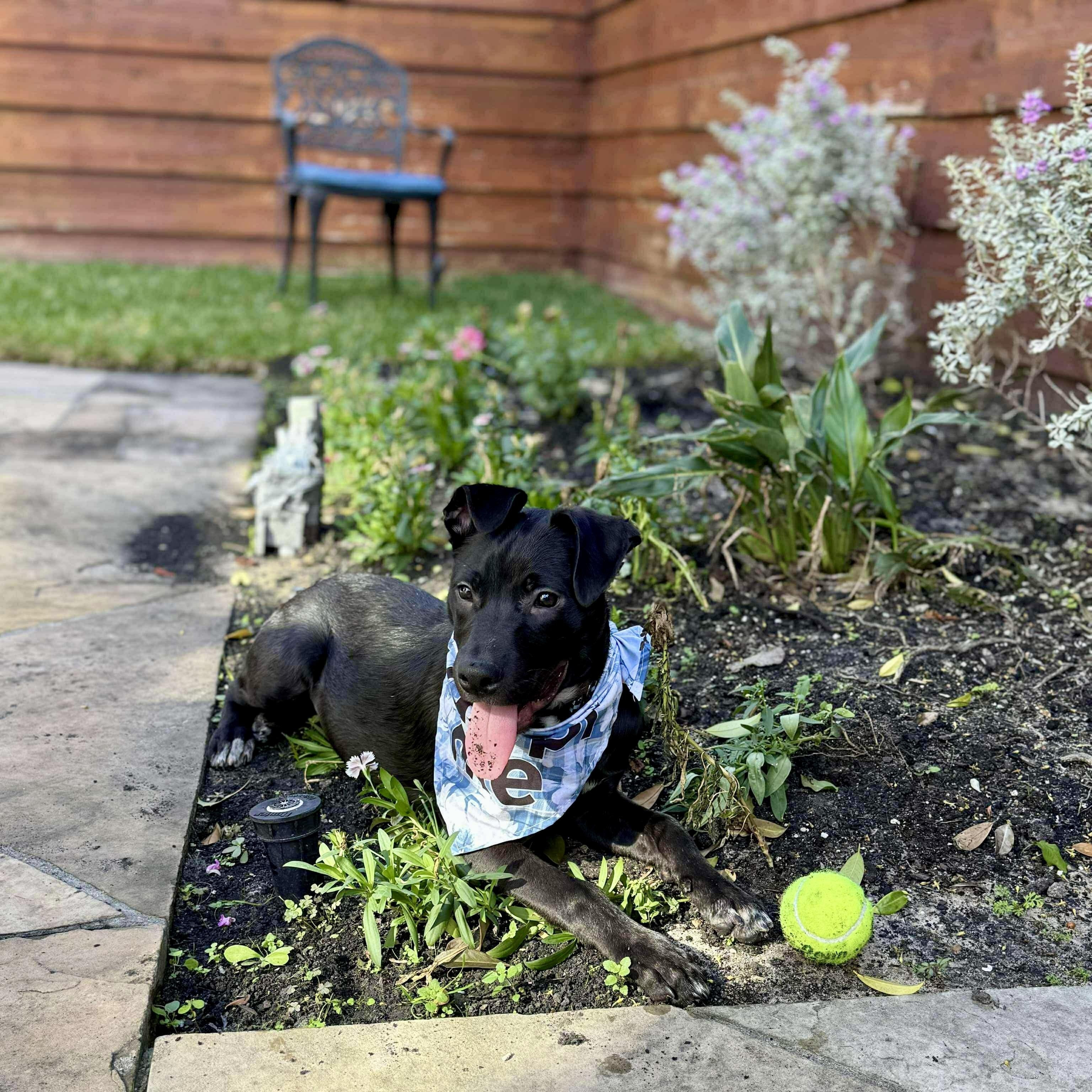 Enlarge Mr Beans, an adopted mixed breed in Baytown, TX image 5/6