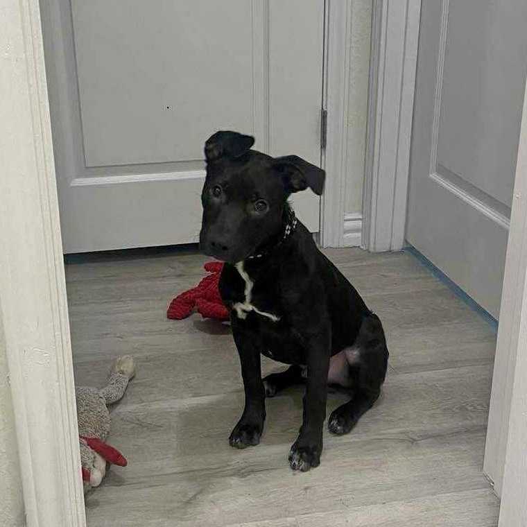 Enlarge Mr Beans, an adopted mixed breed in Baytown, TX image 2/6