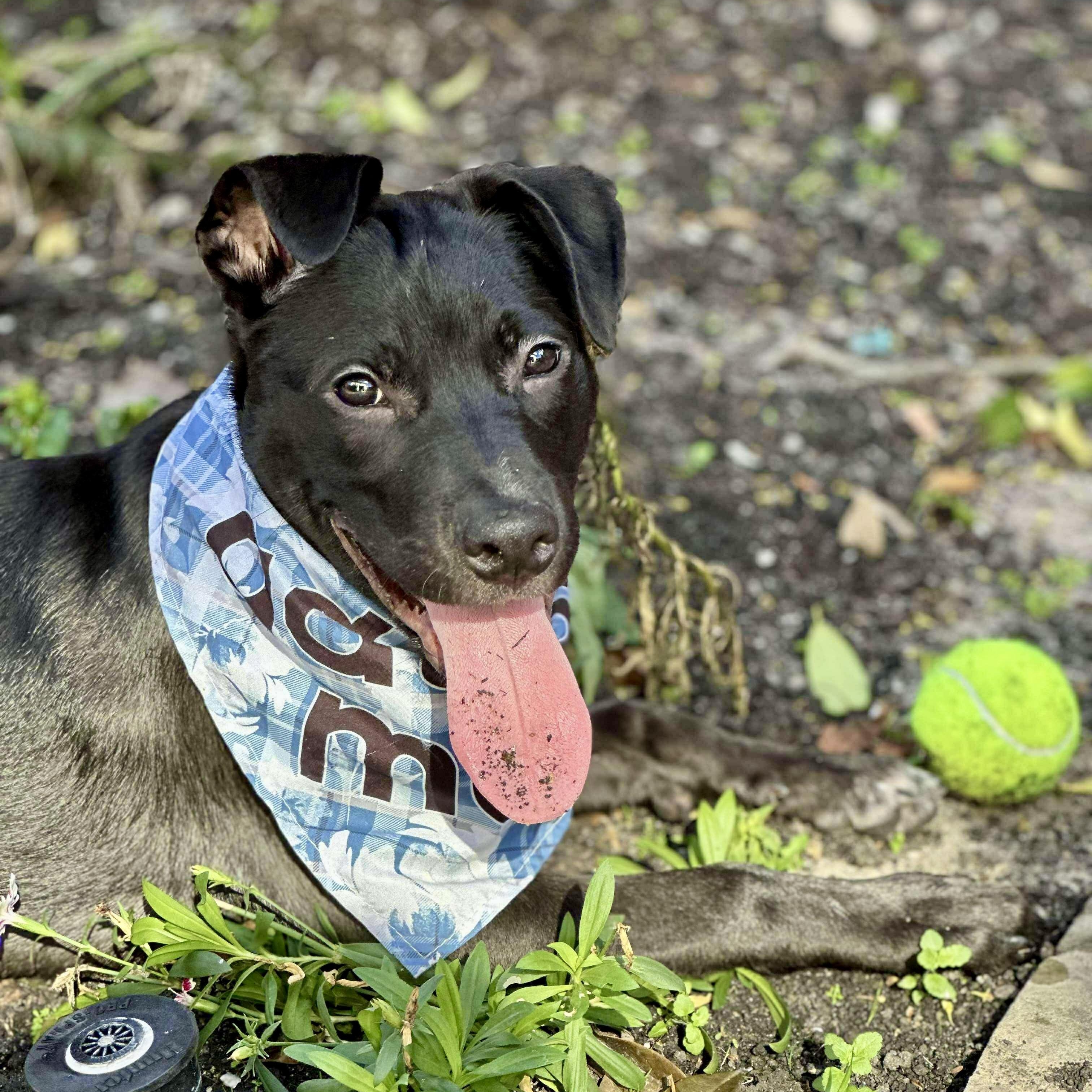 Mr Beans, adopted, Young Male Black Labrador Retriever & American Staffordshire Terrier.